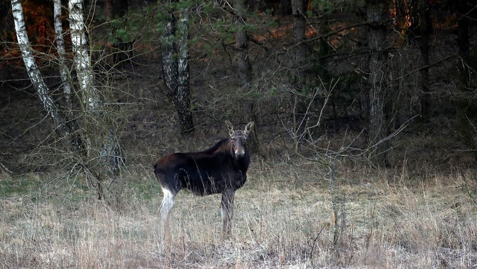    Лось в лесу Автор фото: Наталия Федосенко / ТАСС