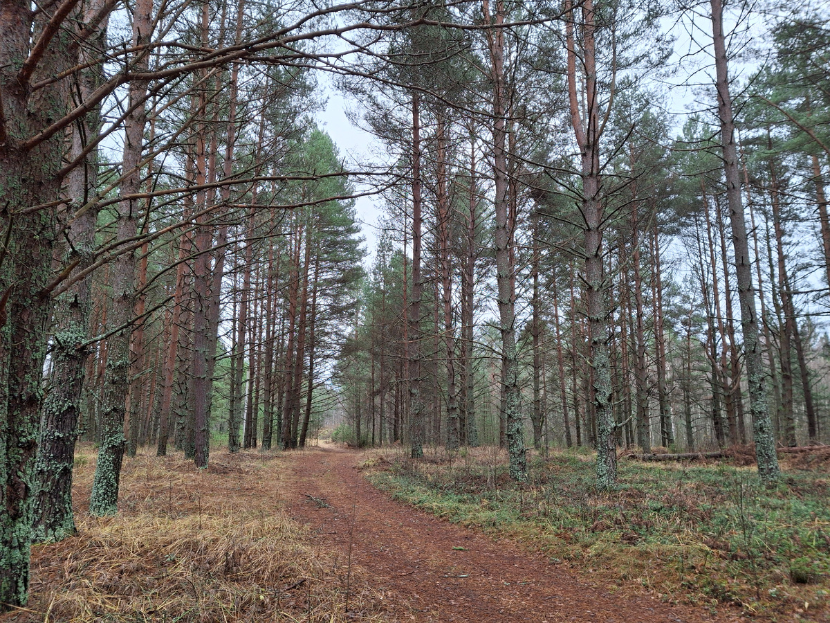 Лес, в котором закрывали сезон.