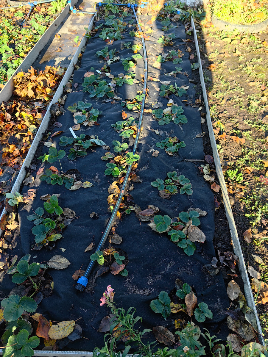 Капельный полив на грядках у мамы