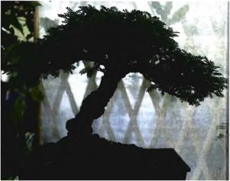 Акация робуста (Acacia robusta).  Автор Бернард Кутзее. Одна из пяти акаций, которые были выращены из семян в 1928 году. Деревья росли в садовых горшках в течение сорока одного года, в культуре бонсай с 1969 года.  
Источник: https://journals.co.za/doi/pdf/10.10520/AJA00423203_2514
