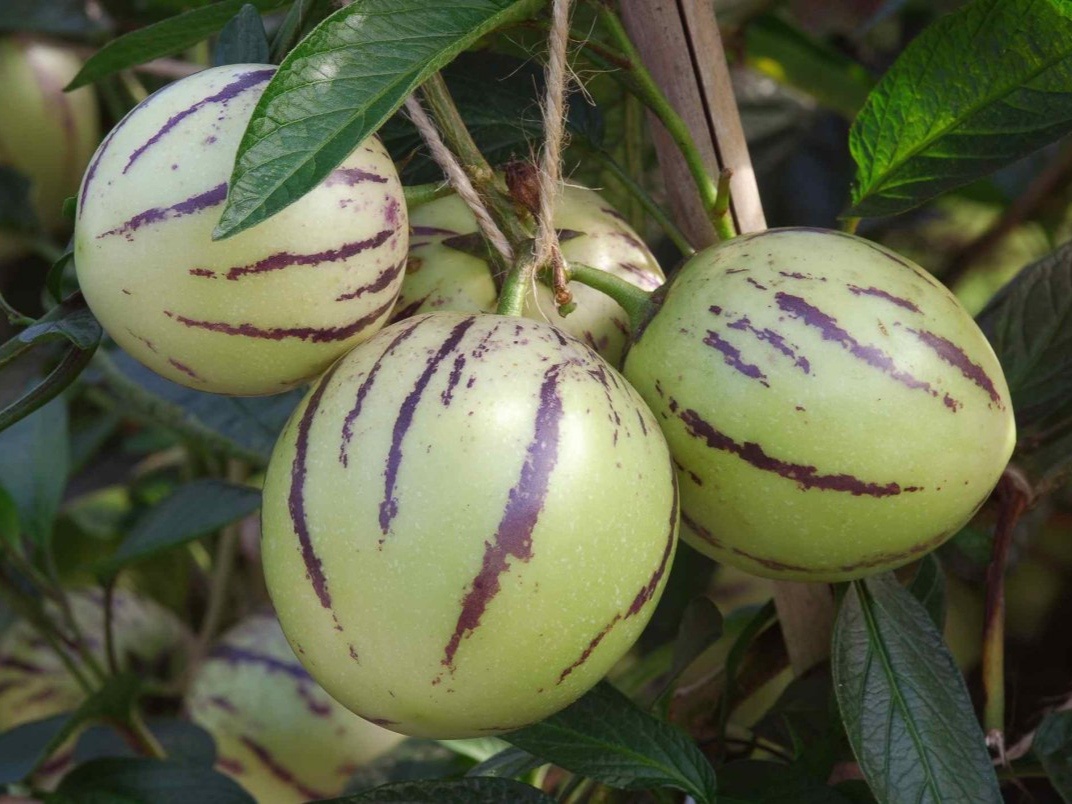 Пепино. Фото: balthazar.club