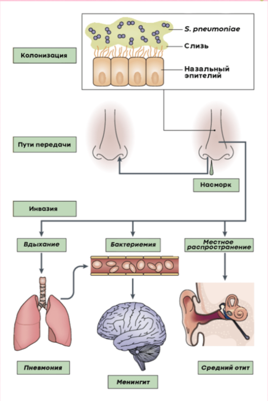 Скриншот со статьи А.Волчок "Пневмококк и его инфекции".