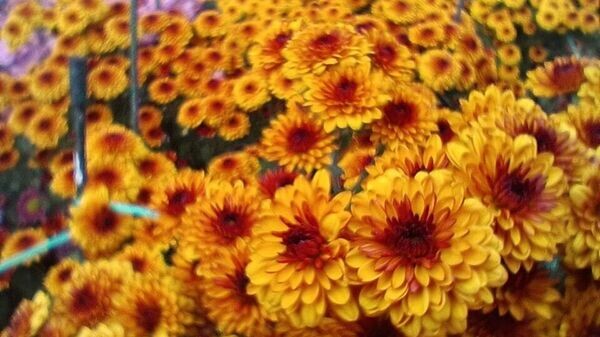    © РИА Новости Крым