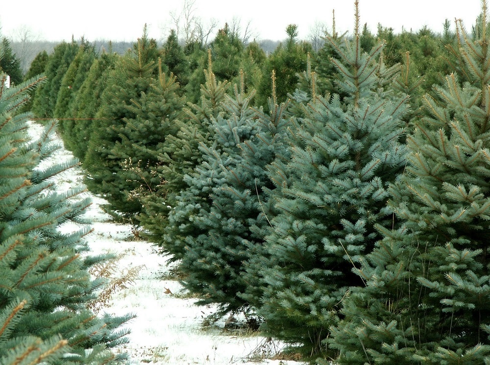 фото из открытого источника