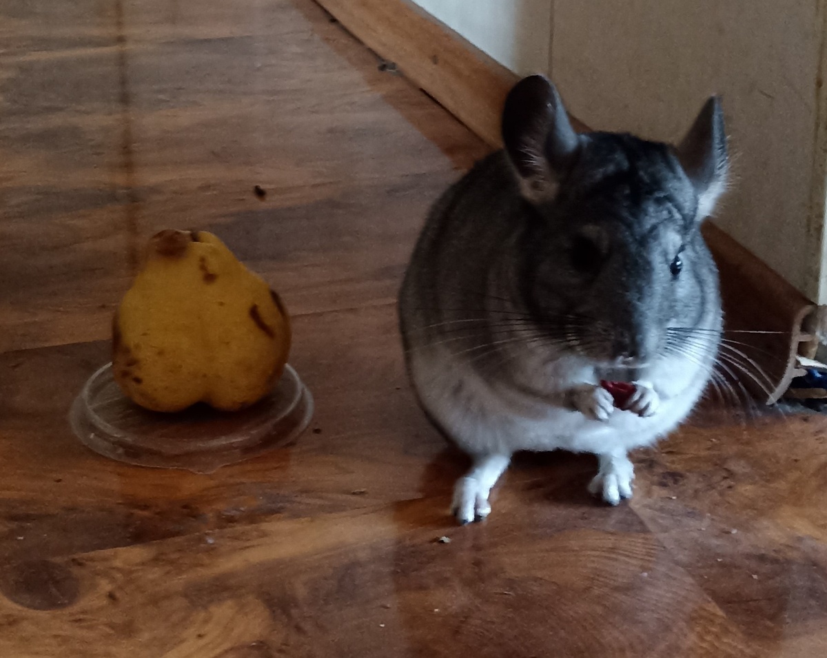 Крашуша и груша - найдите пять отличий.