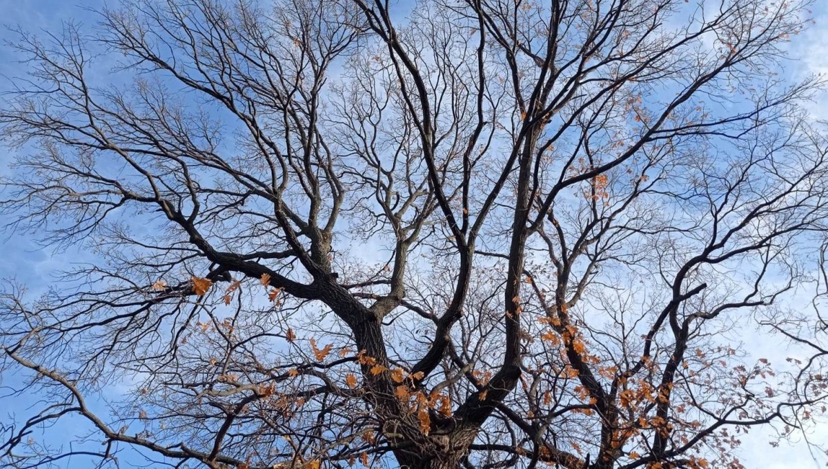    964-летний саратовский дуб «Василич» стал одним из самых старых в РФНовости Саратова и области – Сетевое издание «Репортер64»