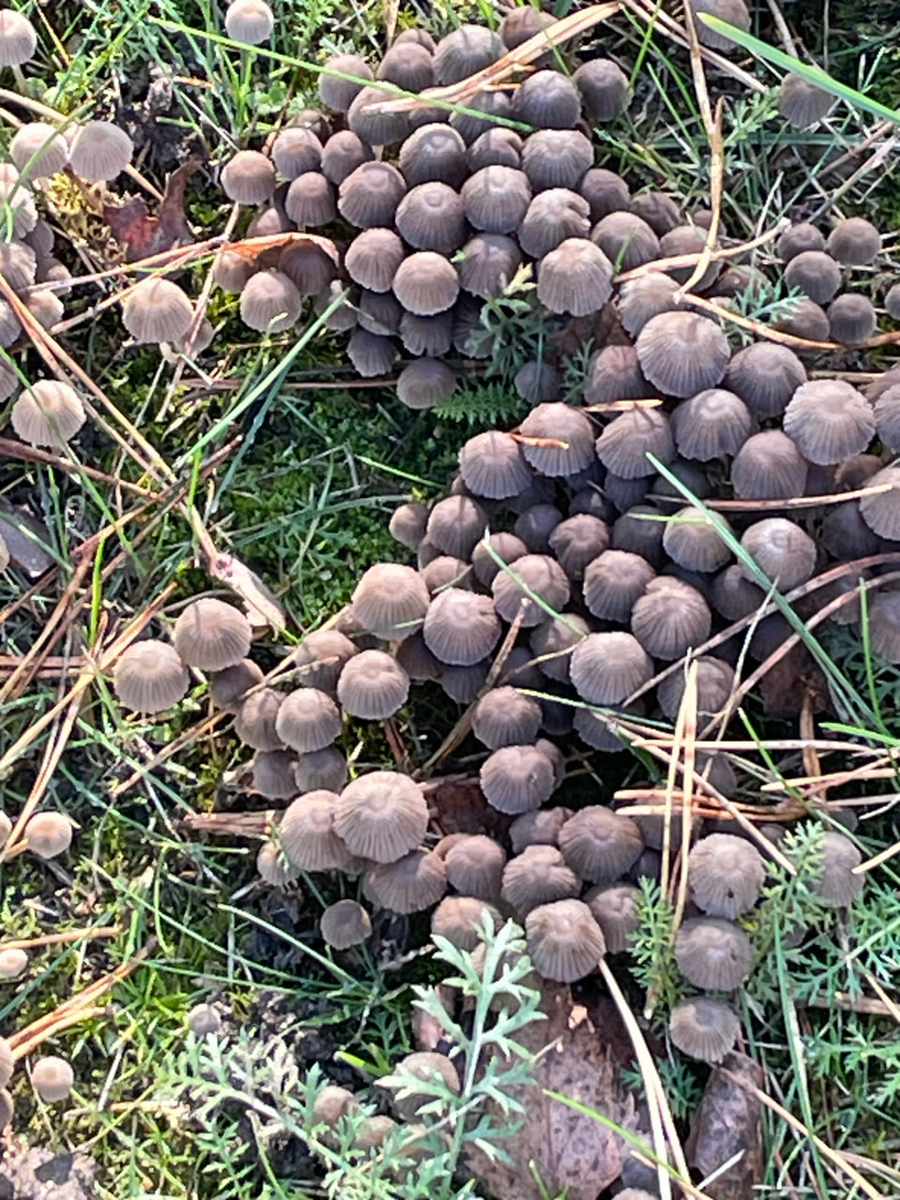 Пусть и поганки, но как дружно растут. Если интернет не врет, это "навозник рассеянный". Листайте вправо, чтобы увидеть больше фотографий