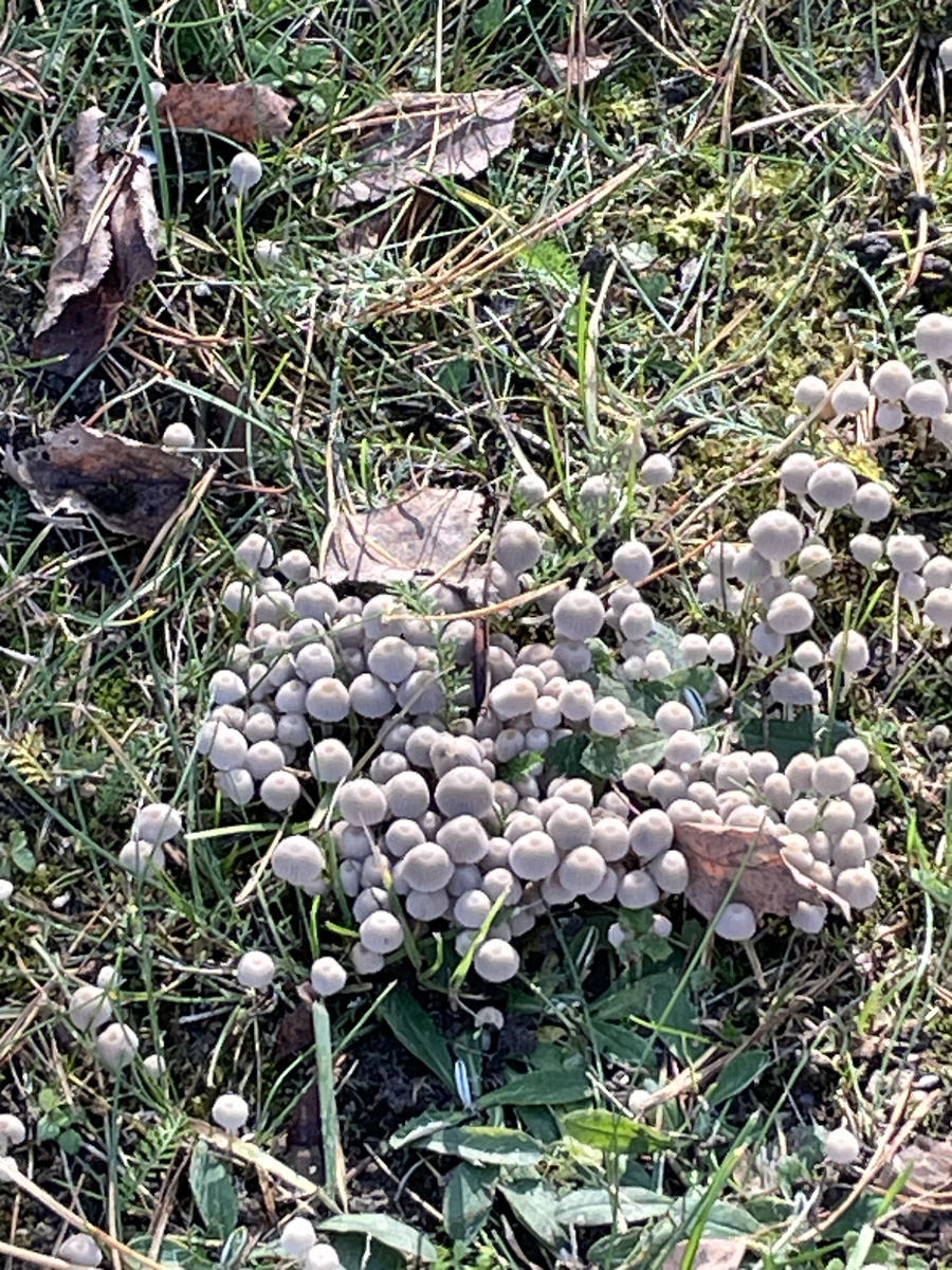 Не думала, что поганки тоже бывают разных видов