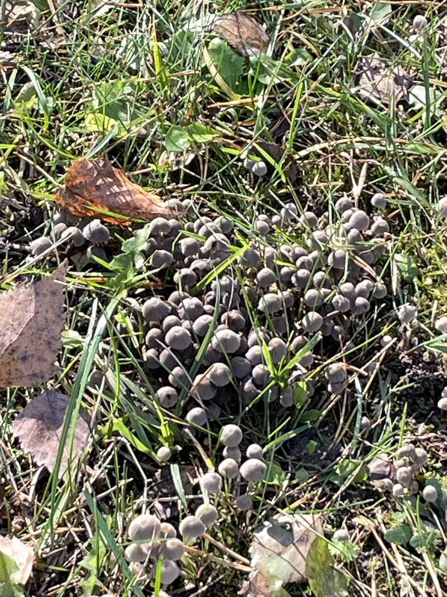 Еще семейка