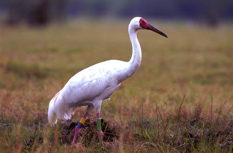Стерх. Фото: Красная книга России