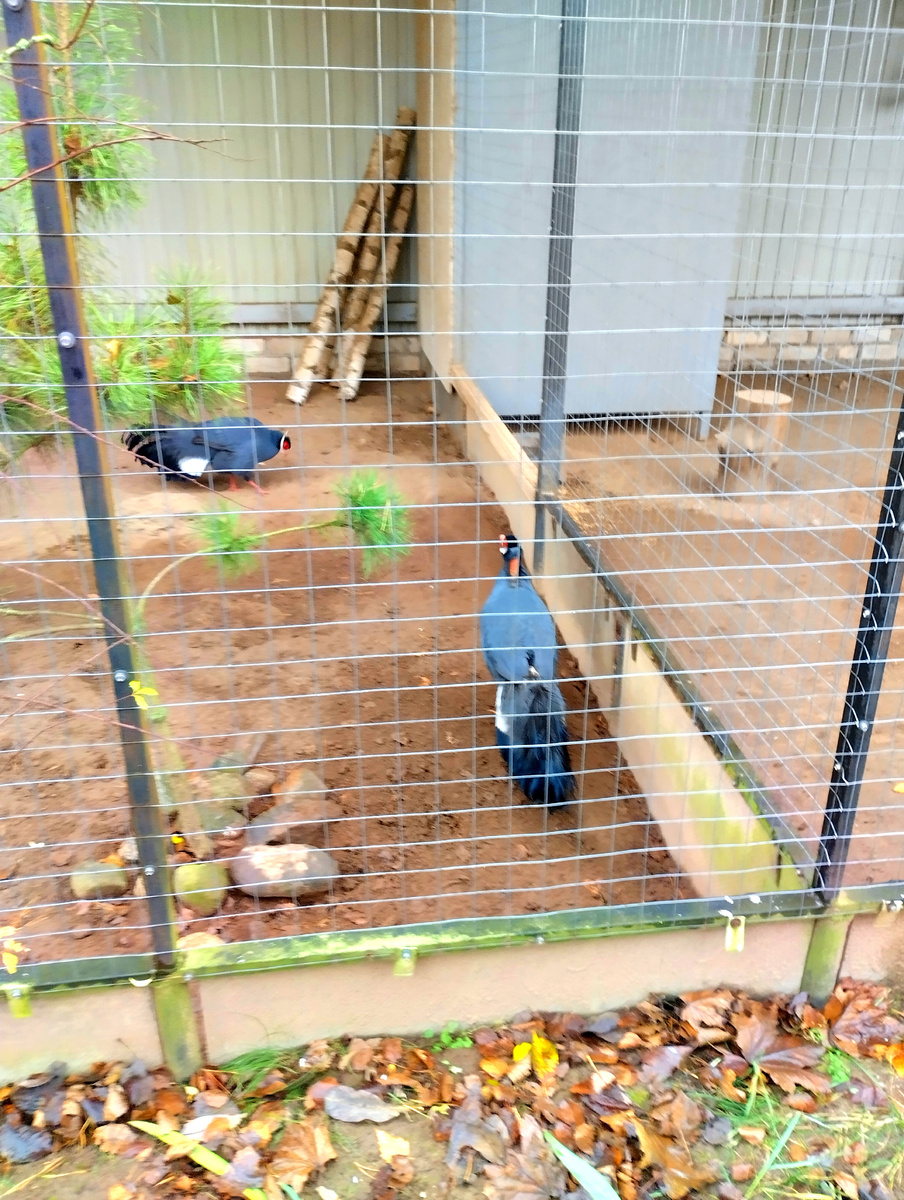 Алмазный фазан                                         