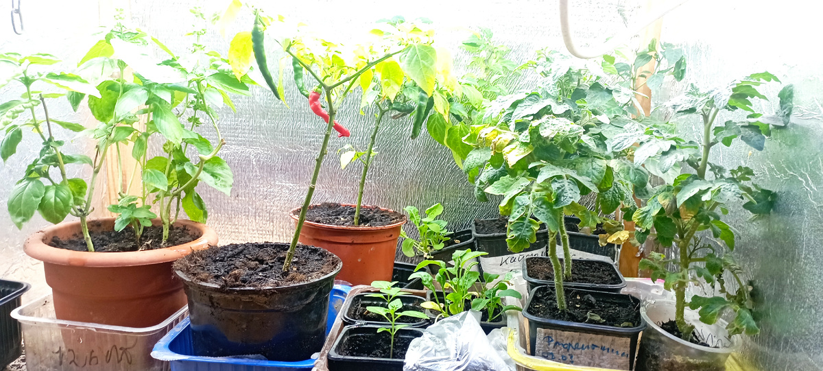 Мой зимний огород. 