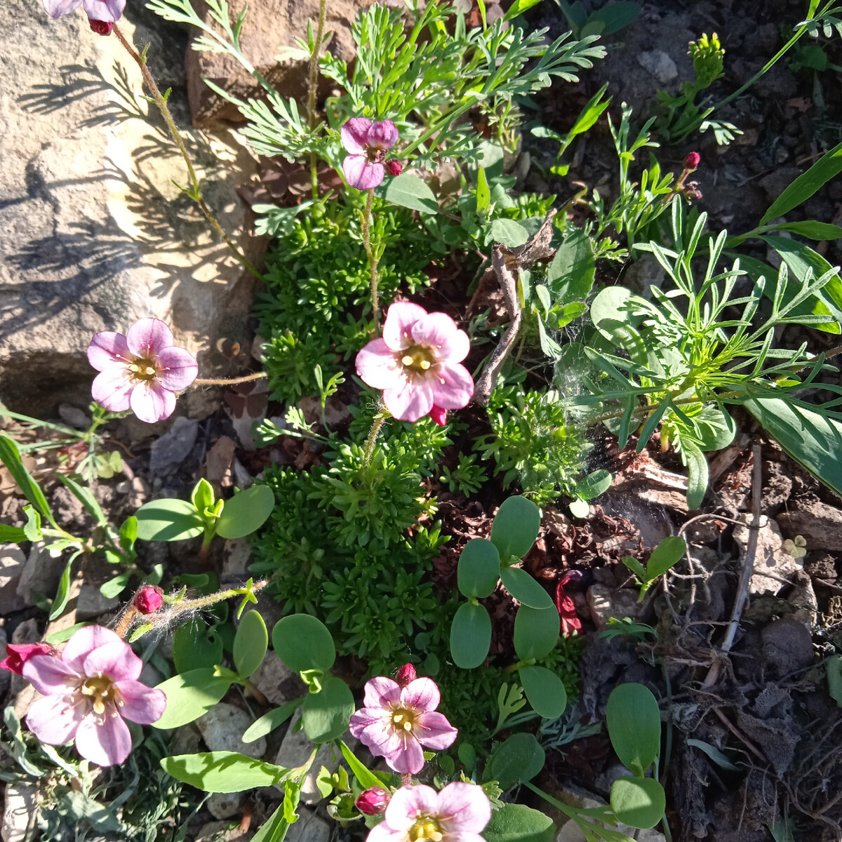 камнеломочки