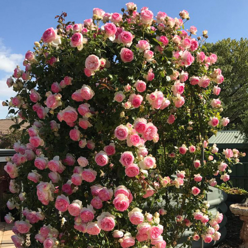 Фото из открытых источников