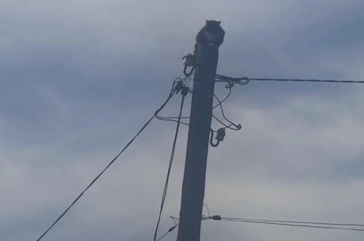    В Новороссийске вызвали спасателей к коту, забравшемуся на столб ЛЭП