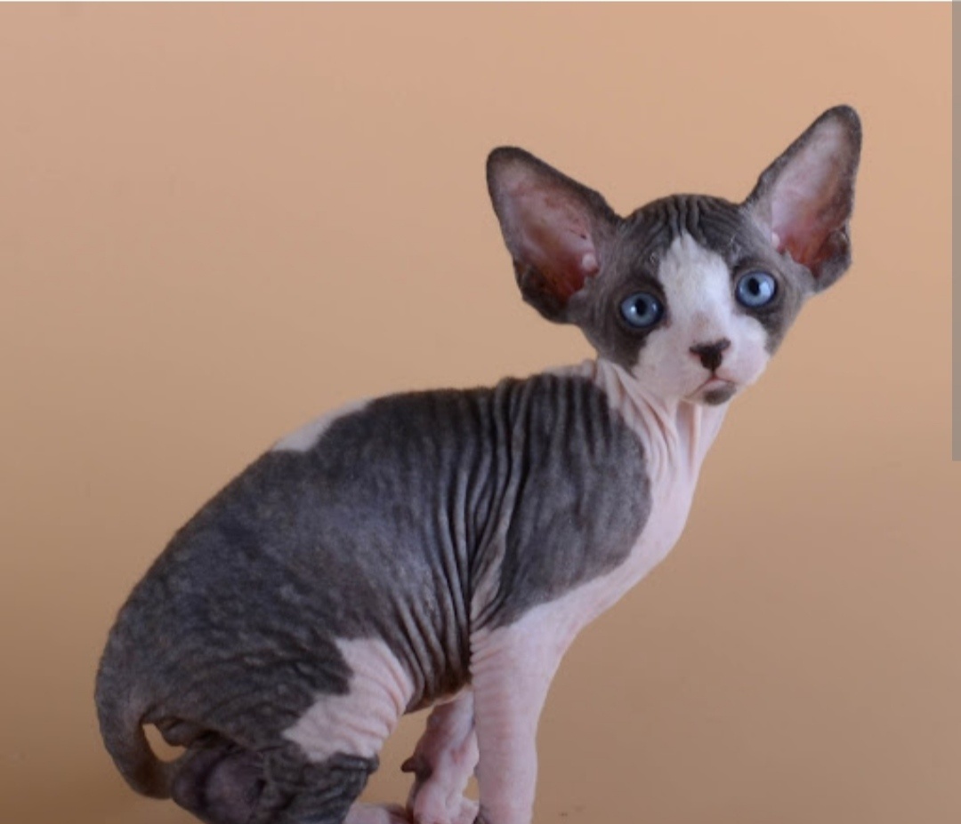 Канадский Сфинкс