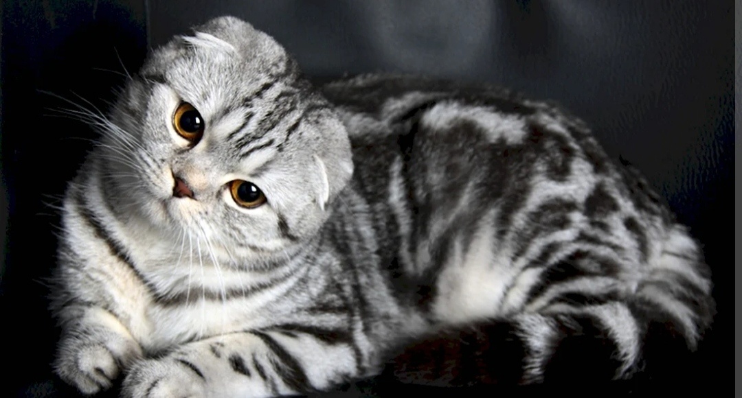 Шотландская вислоухая кошка