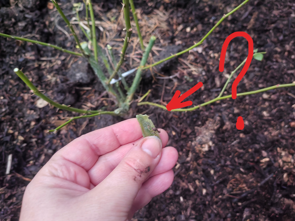 Он должен был сойти за лето! 