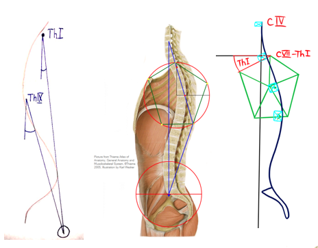 Необходима смена парадигмы в ручной скелетно-мышечной медицинеСуществует необходимость в смене парадигмы в ручной скелетно-мышечной медицине. Мы должны отойти от редукционизма и разработать методы, необходимые для борьбы со сложностью всей структуры. Задача состоит в том, чтобы понять геометрическое поведение, возникающее из иерархических систем. Мы используем гиперболические отношения между структурой и функцией, чтобы определить геометрические структуры, которые должны быть предназначены для ручного лечения.Начиная с грудного комплекса, мы имеем шейный, верхний и нижний поясничный комплексы. Все эти комплексы находятся в пропорции Золотого сечения друг к другу. Структура и функция полностью связаны, что означает, что любое изменение в системе будет взаимно влиять на весь баланс между структурой и функцией. Существует несколько сходств между организацией симпатической нервной системы и глобальной системой позвоночника.Геометрическую архитектуру системы в различных масштабах можно сравнить с комплексом очаговой адгезией в клетке, который обеспечивает жизненно важную связь между внеклеточным матриксом и цитоскелетом. В концепции постурального равновесия вершины геометрических структур обеспечивают жизненно важную связь между структурой и функцией. Когда пропорции изменяются, вершины и ребра подвергаются внутреннему напряжению. В балансировки позвоночника используется основная геометрия всей структуры, когда тело сбалансировано.Лечебные силы применяются на поврежденных участках и в структурированных направлениях. Идея состоит в том, чтобы повысить саморегулирующиеся свойства организма, обращаясь к механизму, определенному как процесс механотрансдукции,  посредством которого клетки преобразуют механические раздражители в химический ответ.[16]