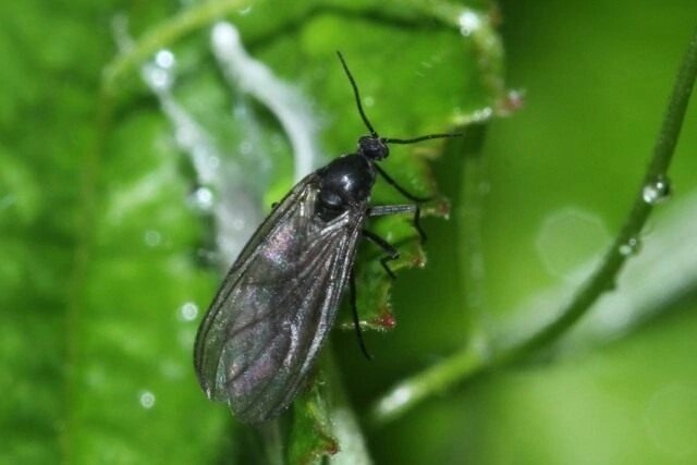 Грибной комарик