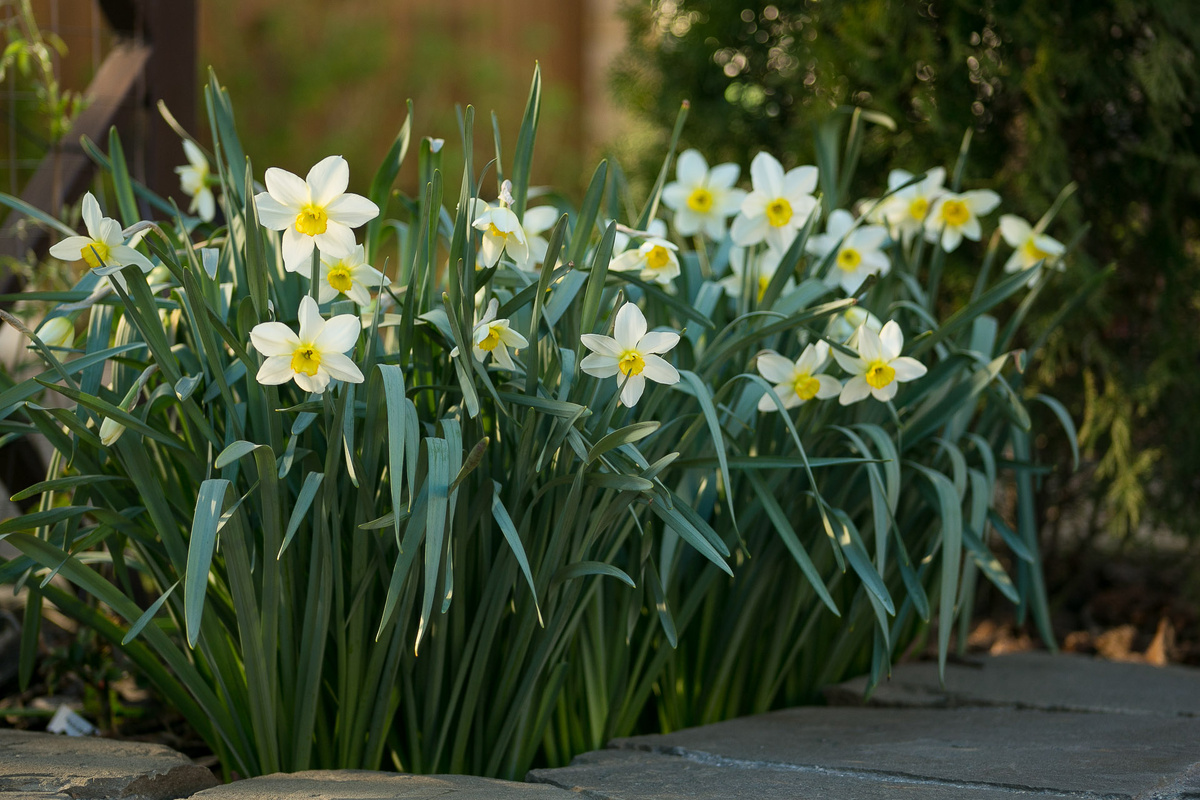 Автор фото Елена Якимова / Greenfingers