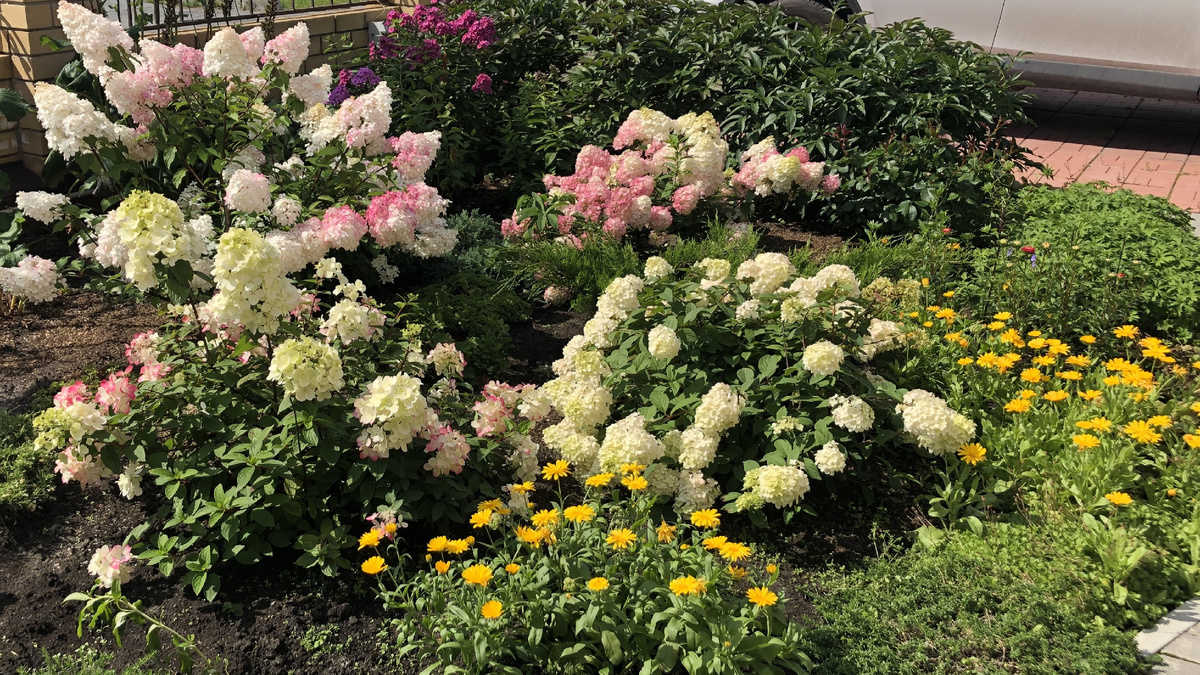 Ванила Фрайз в левом верхнем углу