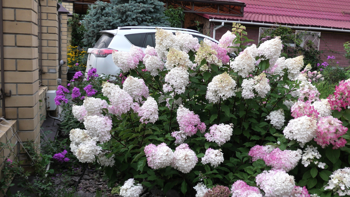 Гортензий Ванила Фрайз