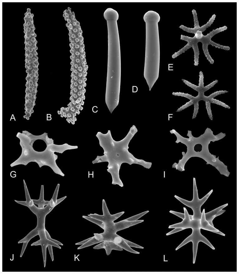 Utilizing sponge spicules in taxonomic, ecological and environmental reconstructions: a review
Magdalena Łukowiak, 2020
