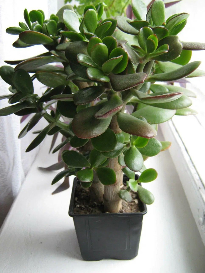 (фото из открытого источника)