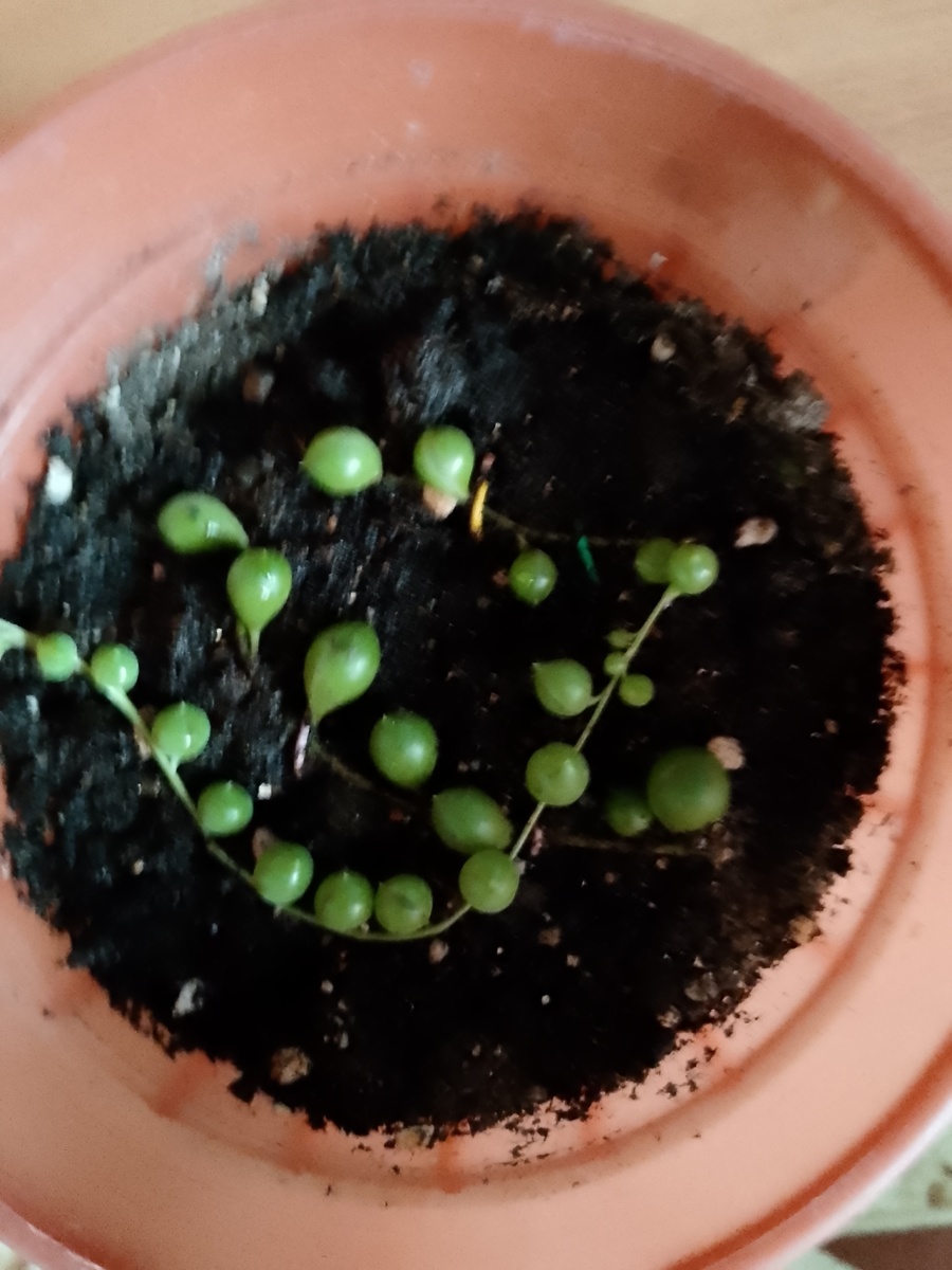 (фото из архива автора)