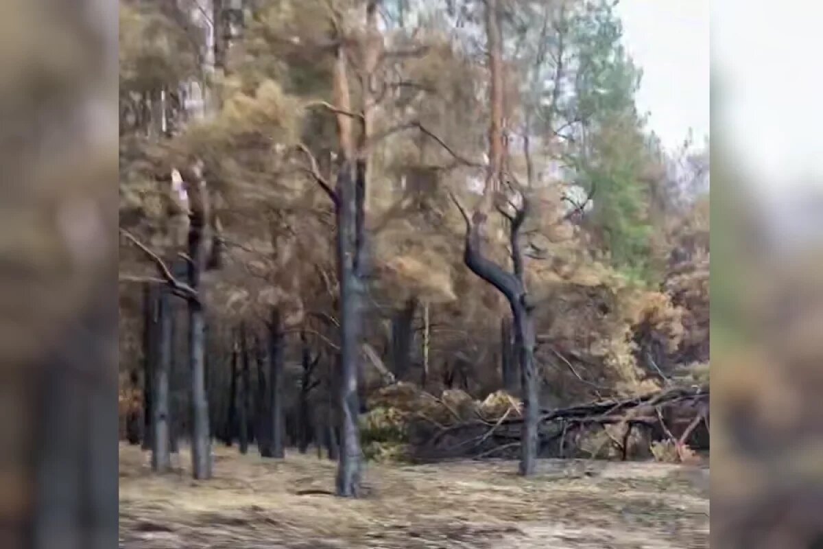    Видео последствий пожара на турбазах под Урюпинском поделились волгоградцы