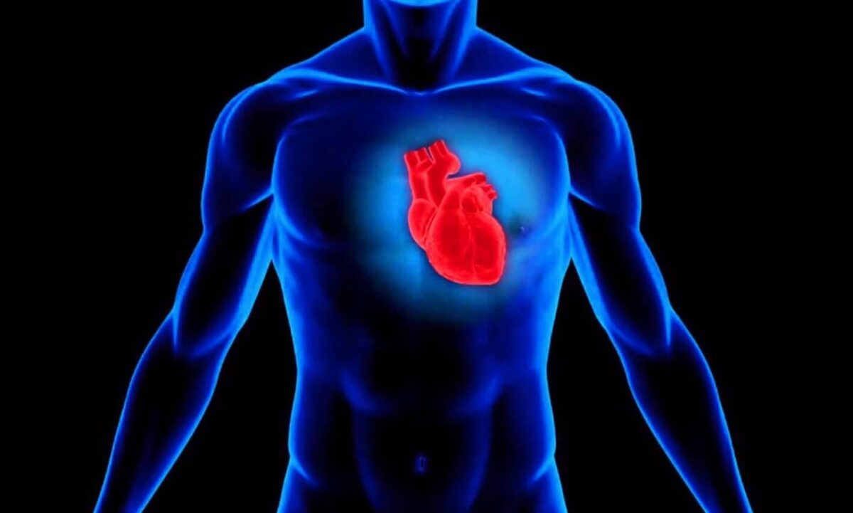   Сердце человека не находится слева — это миф. Изображение: Live Science