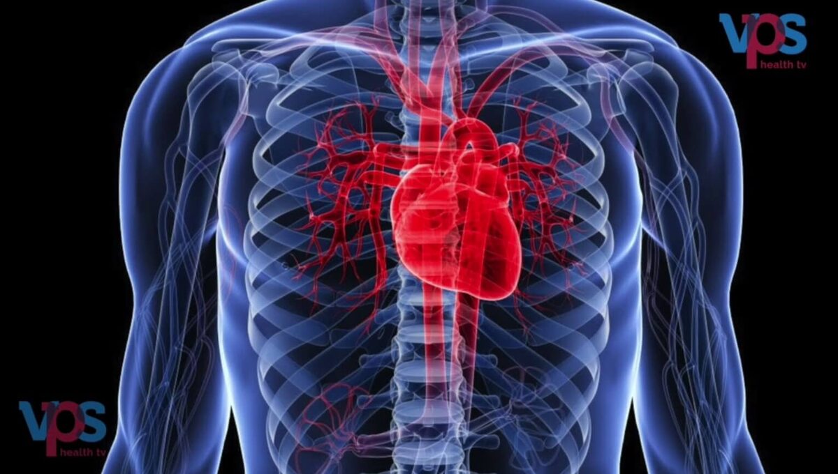    Сердце человека находится посередине туловища. Источник изображения: Health TV