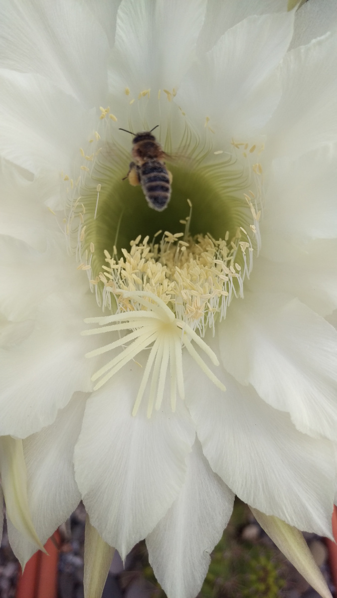 Цветки кактусов, хоть и совсем экзотические для нас, привлекают немало наших родных насекомых-опылителей.