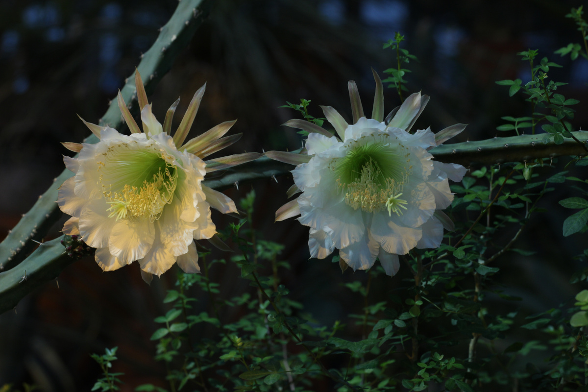Вот - дивное и регулярное цветение исключительного оранжерейного экземпляра лианоподобного кактуса Harrisia martini. Много раз его наблюдал и фотографировал. Но спроси сейчас, уже уверенно не скажу, каков аромат этих цветков. Не записал. Фотографии в тексте мои.