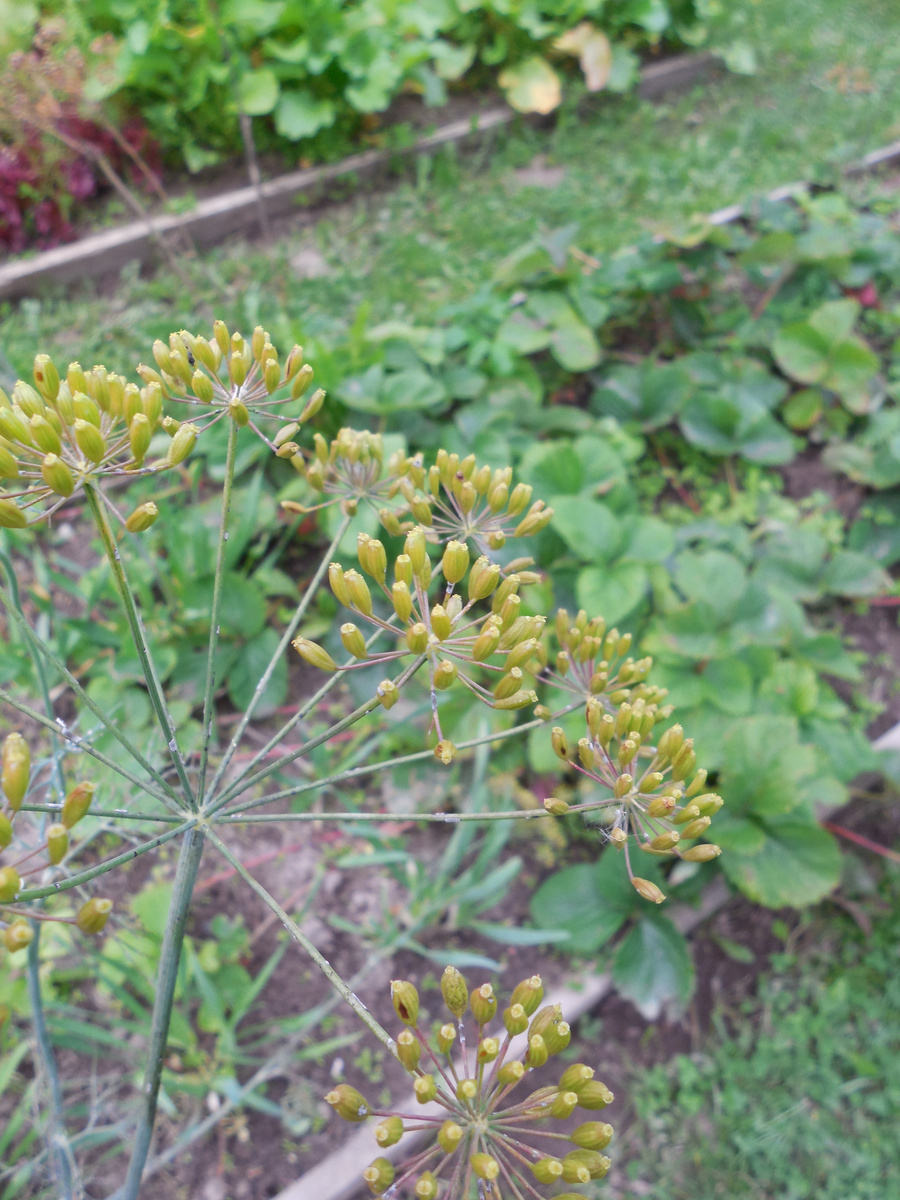 Свои семена укропа мы тоже иногда используем, если они нормальные