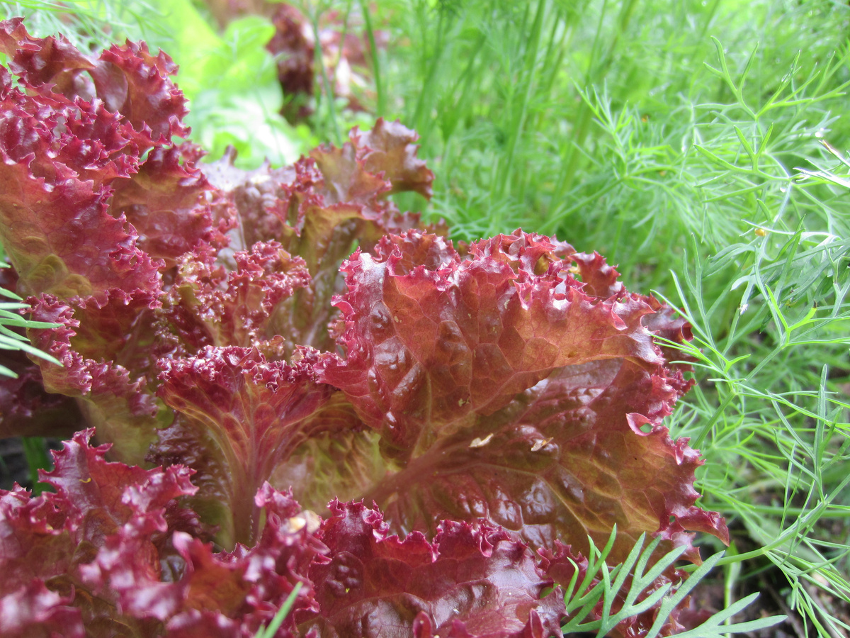 Укроп и салат в огороде