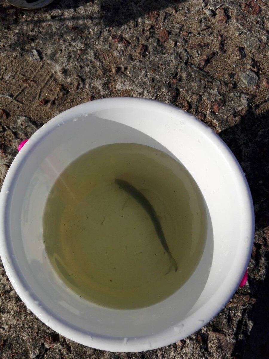 Вот такой улов был просто фантастикой! 