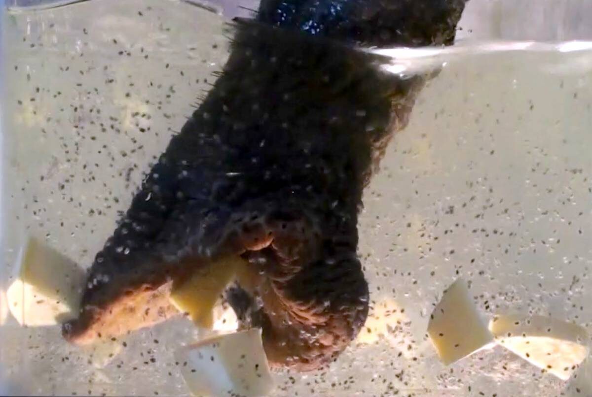 Работа хобота слона в воде. 