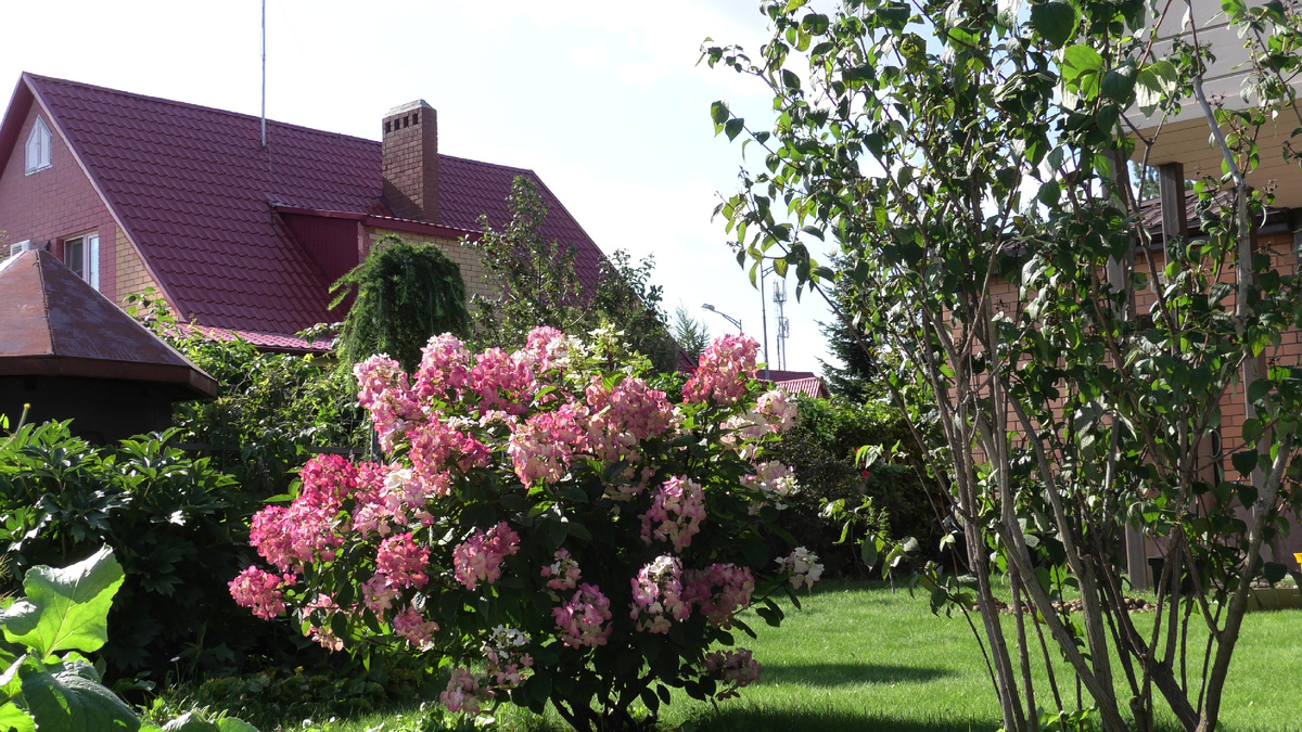 Мэджикал Флэйм в конце августа 2024 года