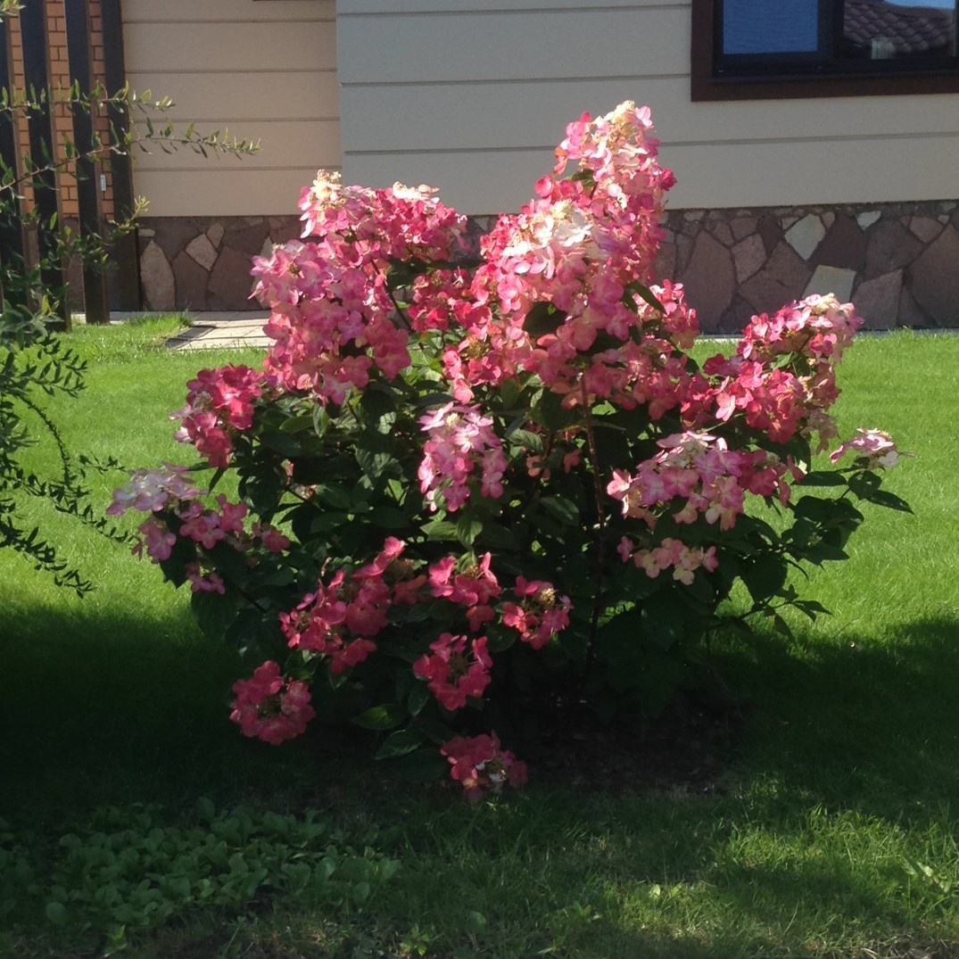 Гортензия Мэджикал Флэйм в 2018 году