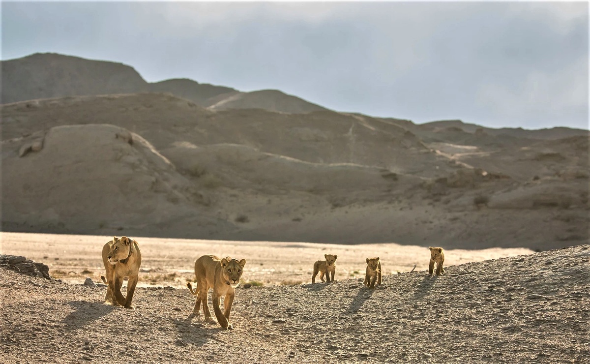 Львицы «Альфа» и «Браво» ведут своих детенышей в дюны. Национальный парк Берег Скелетов, Намибия.