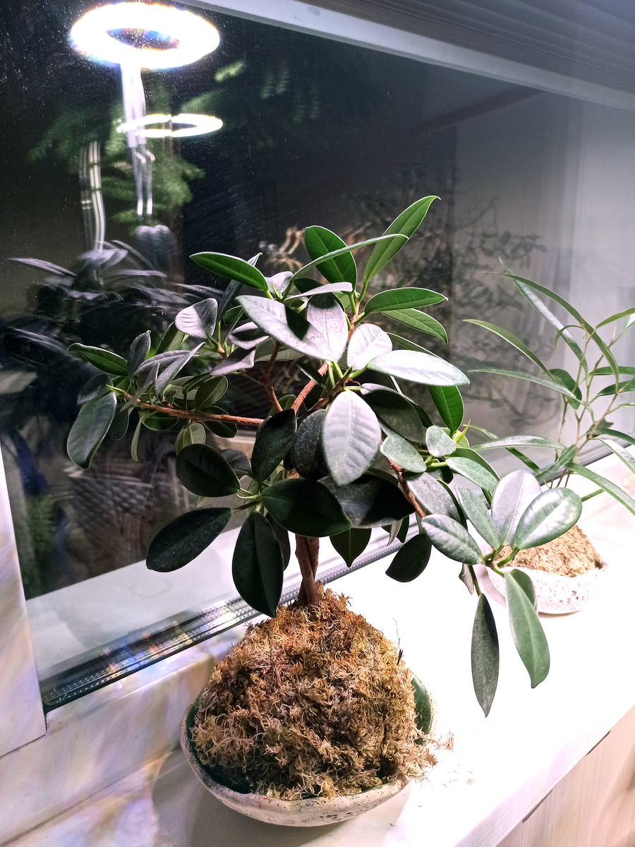 Фикус майя в кокедаме – прекрасно себя чувствует с апреля, новые листья выдает, но сильно вверх не тянется.