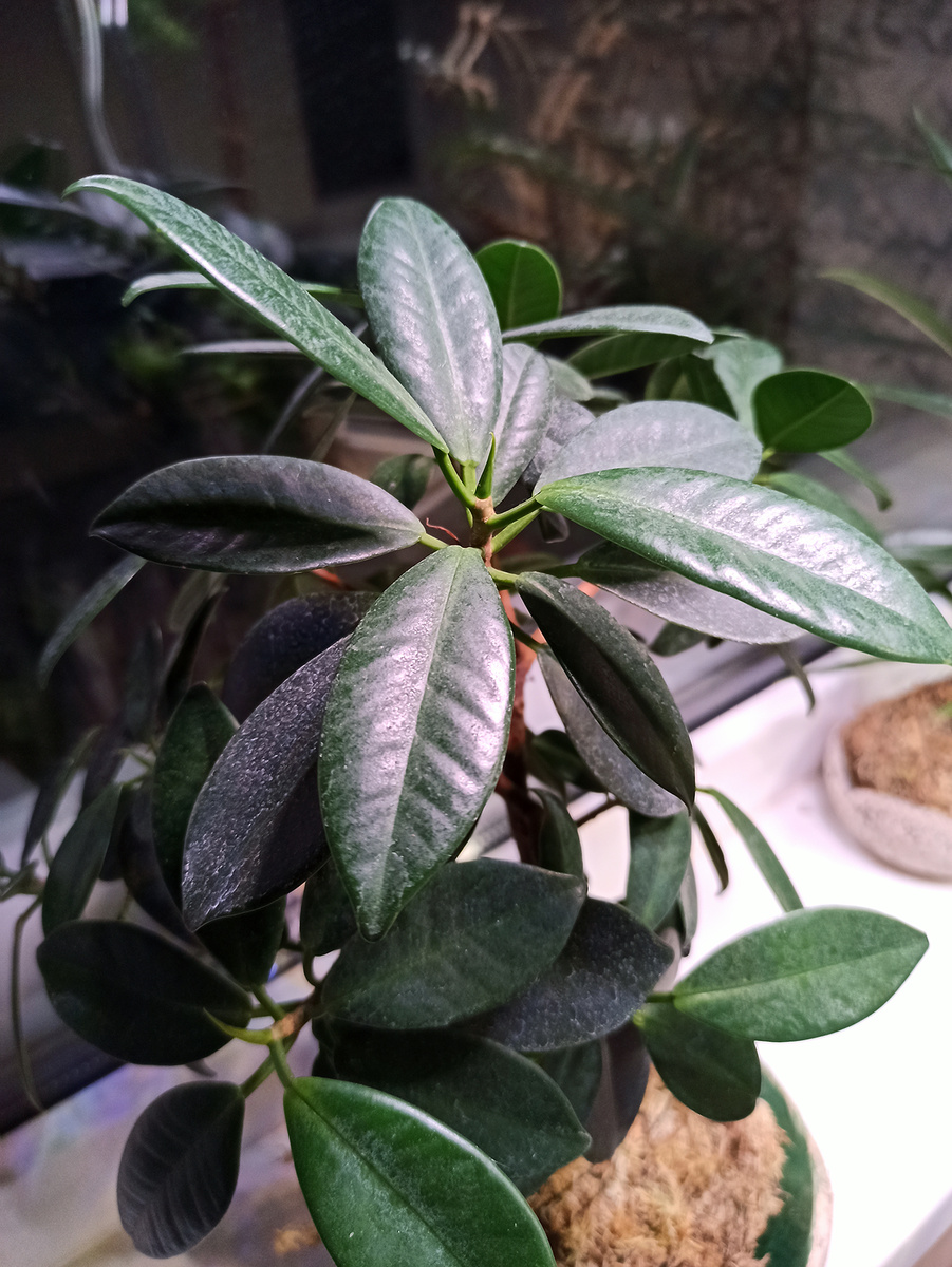 За месяц вырастает два-три новый листа.