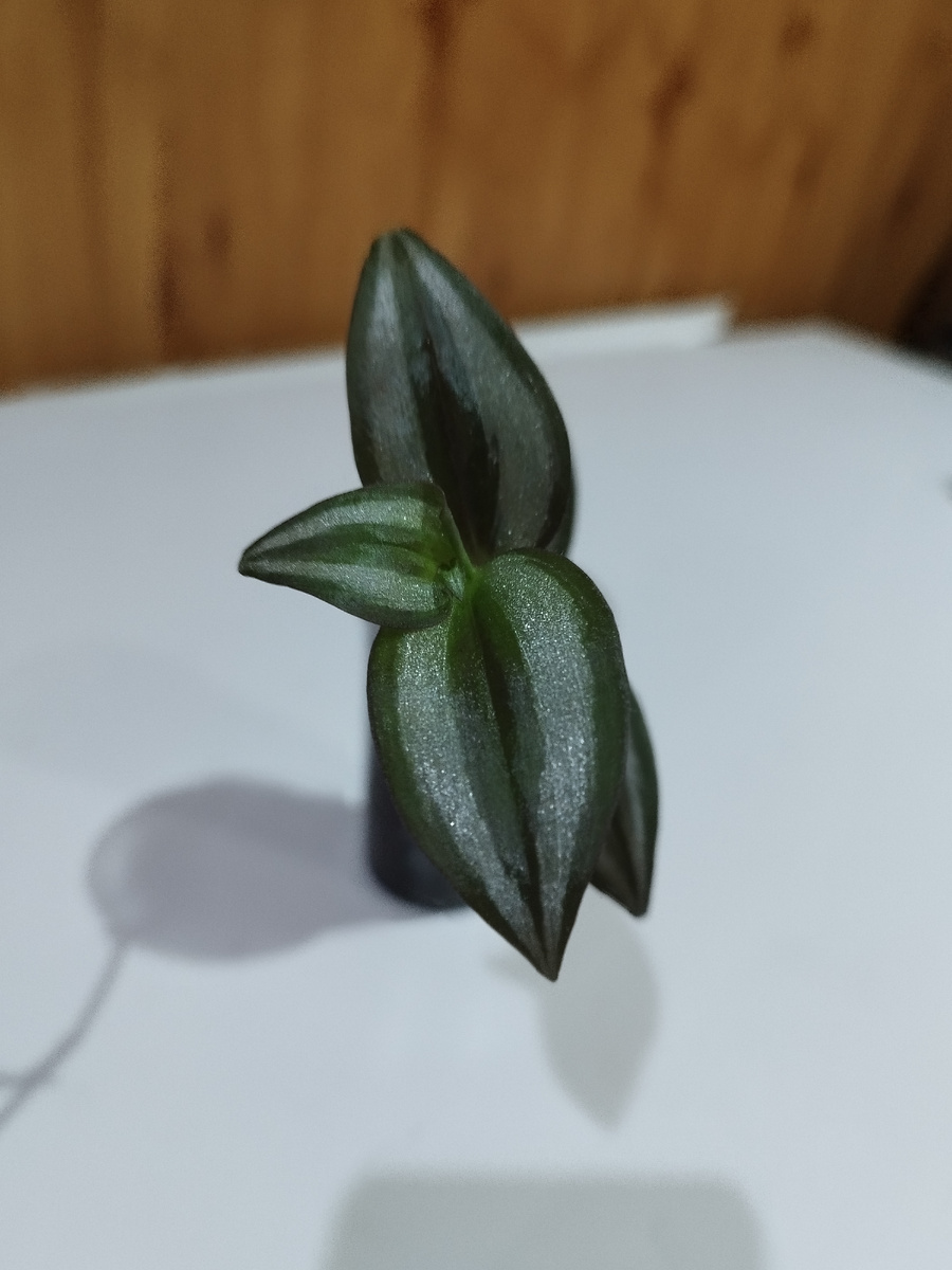 Традесканция зебрина