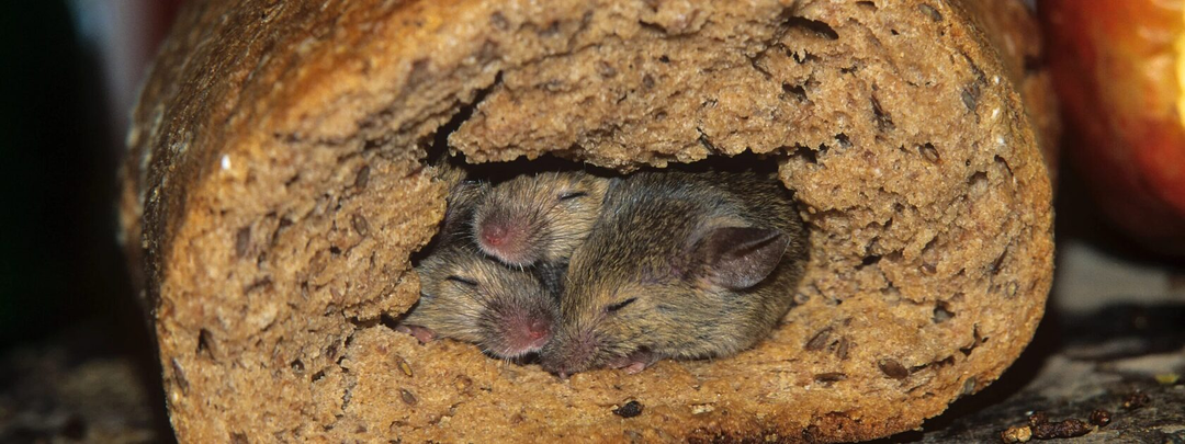 За один день мышей в доме не стало: мой метод сработал на 100%, но мало кто сможет это повторить