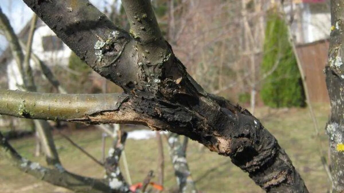 Черный рак на яблоне