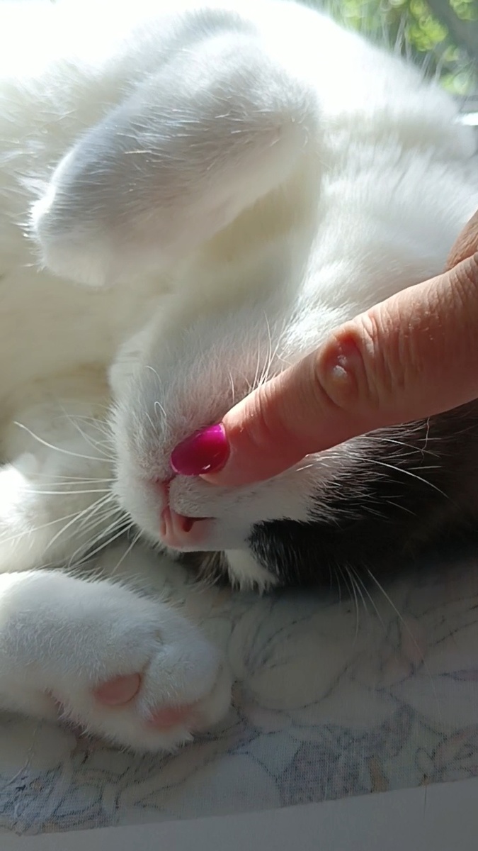 Процедура поглаживания😸