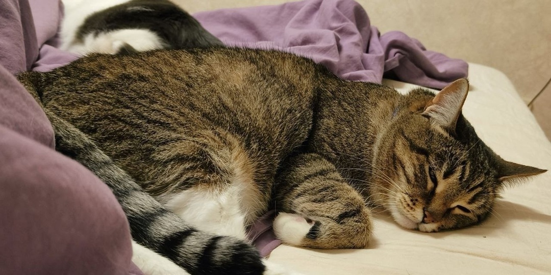 Лиззи долгие годы счастливо жила дома рядом с любимой хозяйкой, но в один момент все перевернулось с ног на голову