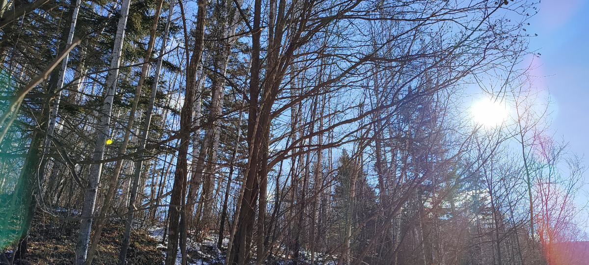 Тайга на берегах Кемы. Кема. Каменная река. Жемчужина Приморья.